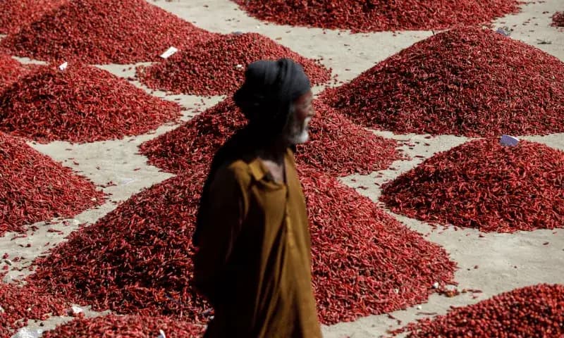 Vast crimson red chilli heaps cured under Sindh sunshine