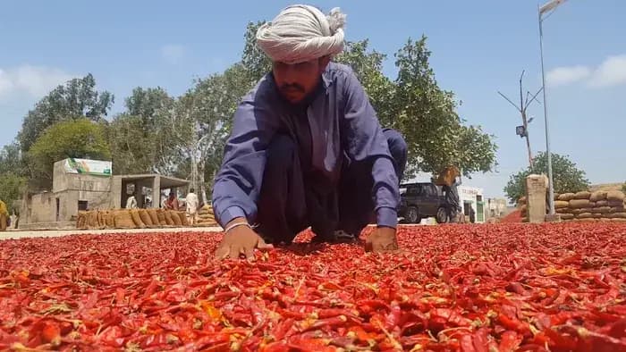 Agricultural workers turning and drying red chilli harvest across vast Thar drying platforms