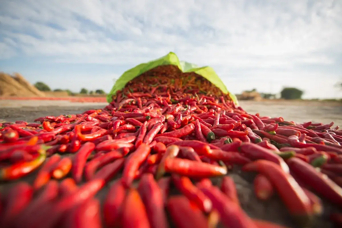 Long Red Chilli (Dandicut)