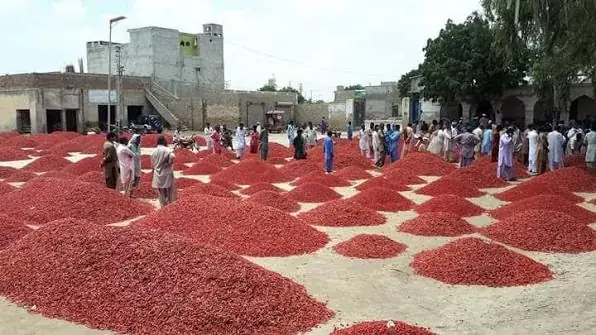 Active wholesale chilli auction floor and drying yard at Mirch Mandi Kunri